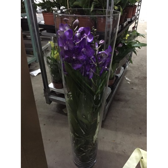 Орхідея Ванда синьо-фіолетова (висота 0,9-1метр)